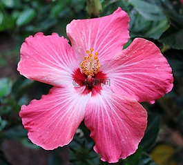 花,熱帶,粉紅色