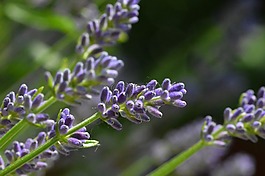 熏衣草,花卉,紫色