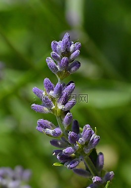 熏衣草,花卉,紫色