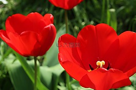 郁金香,花園里的花,春