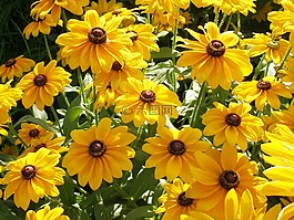 黃色,向日葵,自然