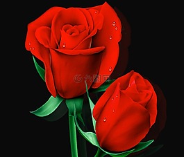 愛情,花,性質(zhì)