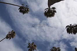 棕榈树,树,剪影