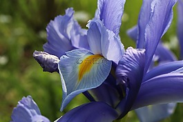 虹膜,花園里的花,春