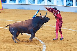 人,男子,公牛