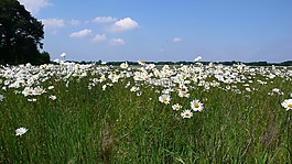 margriet,鲜花,空气