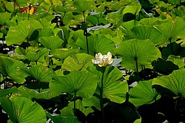 水禮,湖,水