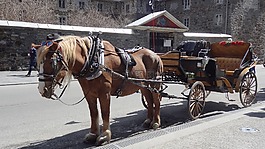 馬,購物車,馬車
