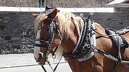 馬,購(gòu)物車(chē),蒙特利爾