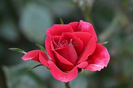 玫瑰,花蕾,紅色