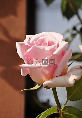 羅莎,粉紅色,花