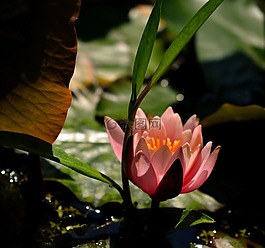 睡蓮,粉紅色,鮮花