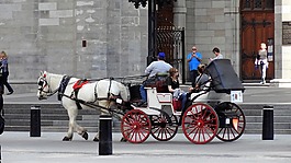 馬車,馬,購物車