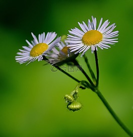 雛菊,花,白