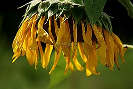 太陽(yáng)花,開(kāi)花,掛
