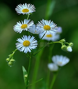 雛菊,花,白