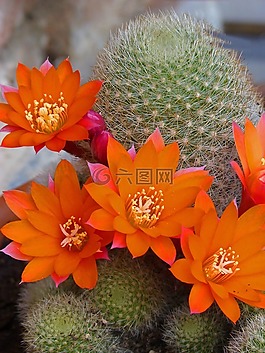 鮮花,仙人掌,花的仙人掌