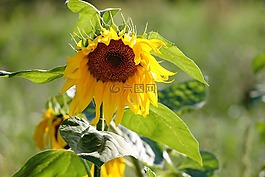 太陽(yáng)花,野生,黃色
