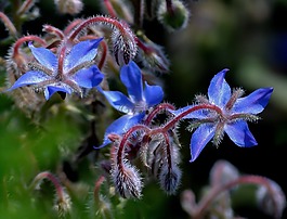 花,藍色,特寫