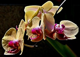 蘭花,黃色,粉紅色