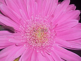 花,粉紅色,粉紅色的花
