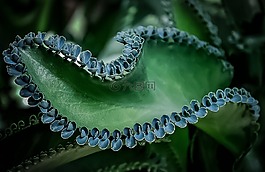 植物,葉,綠色