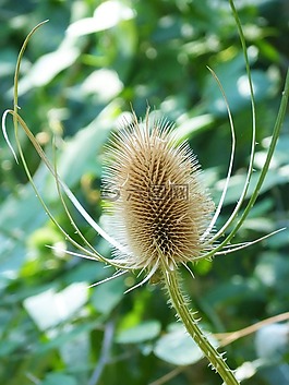 蓟,川续断属 fullonum,干燥的植物
