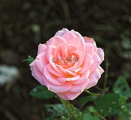 玫瑰,粉紅色,花