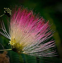 花,熱帶,異國(guó)情調(diào)