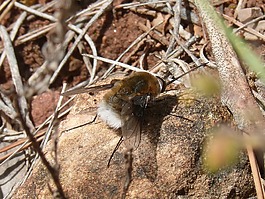 熊蜂,無(wú)人駕駛飛機(jī),詳細(xì)