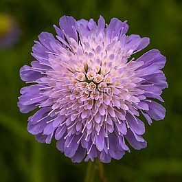 花,紫,宏