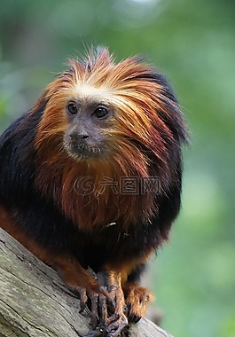 leeuwenkopaapje,動物園,小猴子