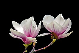 白玉蘭,木材,花卉