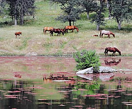 馬,動物,河