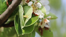 bug,昆蟲,花園里的花