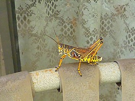 蝗虫,棕色,黄色
