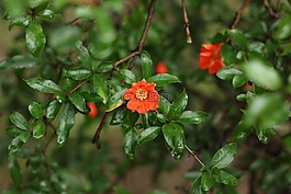 鮮花,草本植物,植物區(qū)系