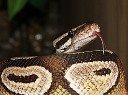 蛇,球 python,python 麗君