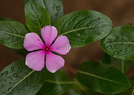 葉,植物,性質(zhì)