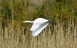 大白鷺,鳥,野生動(dòng)物