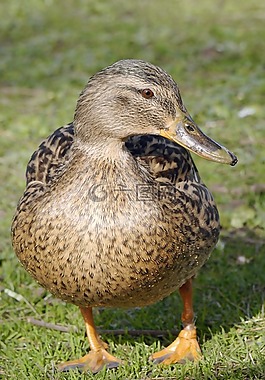 鳥(niǎo),野生動(dòng)物,鴨
