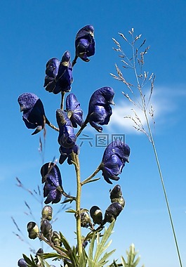 花,天空,性質(zhì)