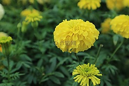 萬壽菊,花,黃