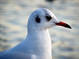 海鷗,鳥,水禽