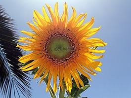 花,向日葵,光