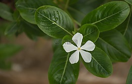 葉,植物,性質(zhì)