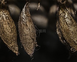 繭,蝴蝶,昆蟲