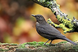 黑鳥,鳥,秋季