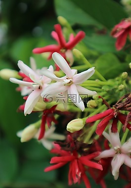 指甲,花,紅