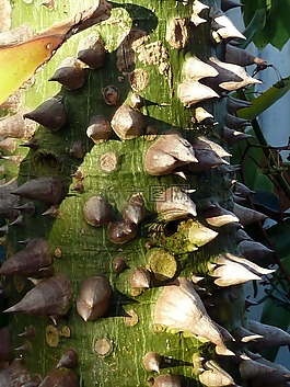 異國情調(diào),植物,thistly